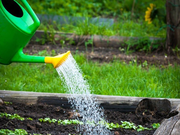 How to water radishes and how often, how to feed