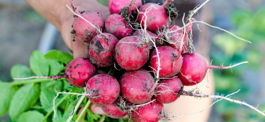 How to water radishes and how often, how to feed