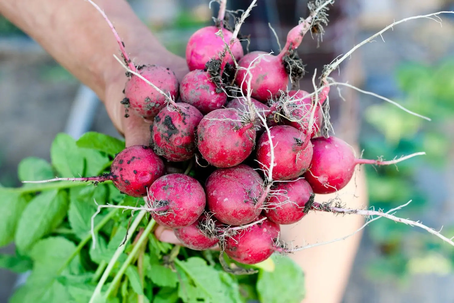 How to water radishes and how often, how to feed