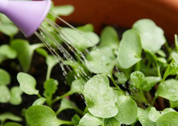 How to water seedlings with Epin