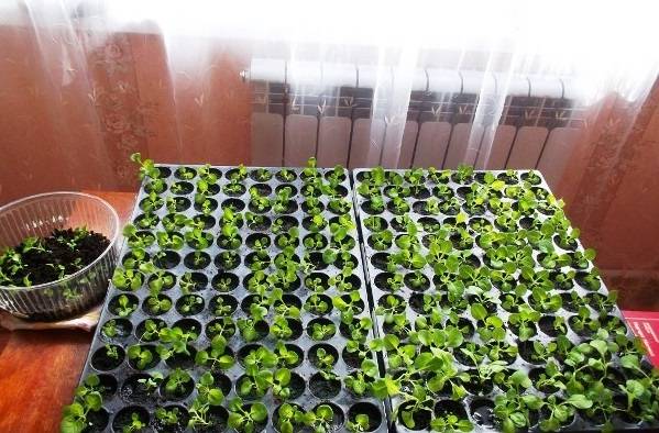 How to water seedlings with Epin