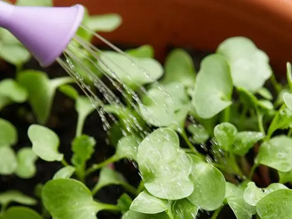 How to water seedlings with Epin