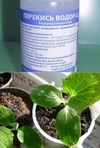 How to water seedlings with hydrogen peroxide