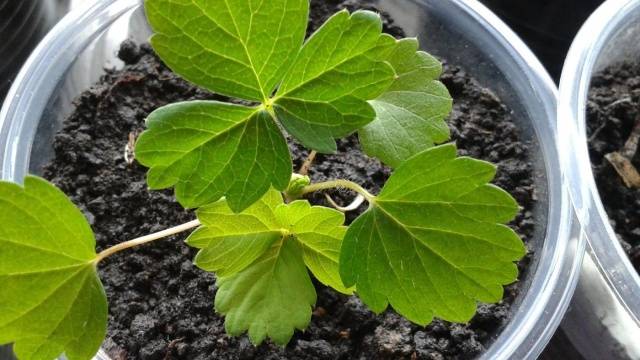 How to water seedlings with hydrogen peroxide