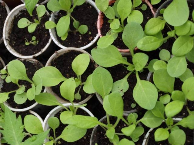 How to water seedlings with hydrogen peroxide