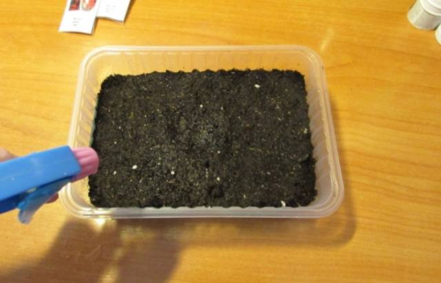 How to water seedlings with hydrogen peroxide