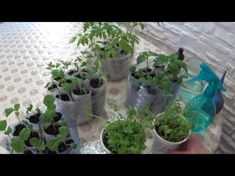 How to water seedlings with hydrogen peroxide