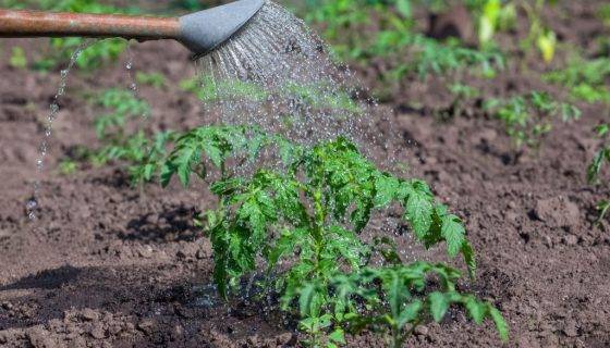 How to water seedlings with hydrogen peroxide