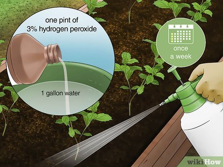 How to water seedlings with hydrogen peroxide