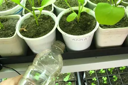 How to water tomato seedlings: how often and how much