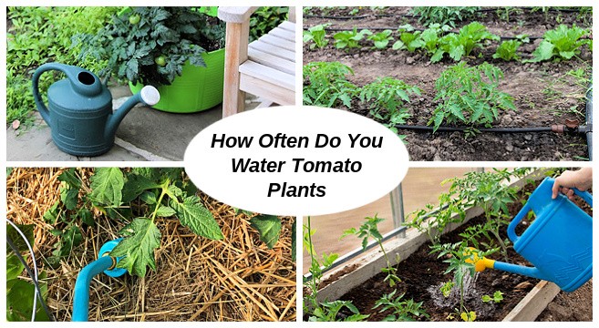 How to water tomato seedlings: how often and how much