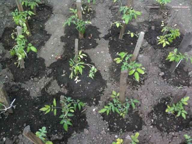 How to water tomato seedlings with yeast 