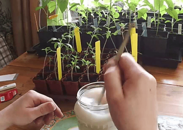 How to water tomato seedlings with yeast 