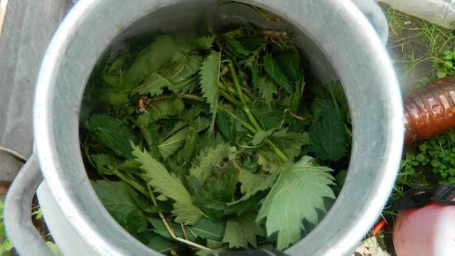 How to water tomato seedlings with yeast 