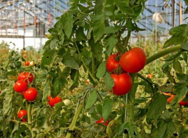 How to water tomato seedlings with yeast 