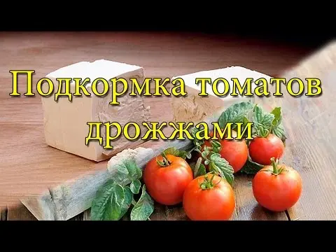 How to water tomato seedlings with yeast 