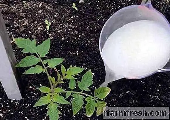 How to water tomato seedlings with yeast 