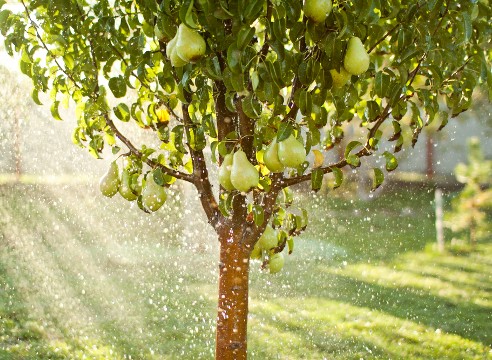 How to water trees in autumn and summer: methods and volumes