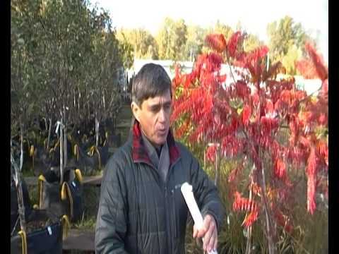 How to water trees in autumn and summer: methods and volumes