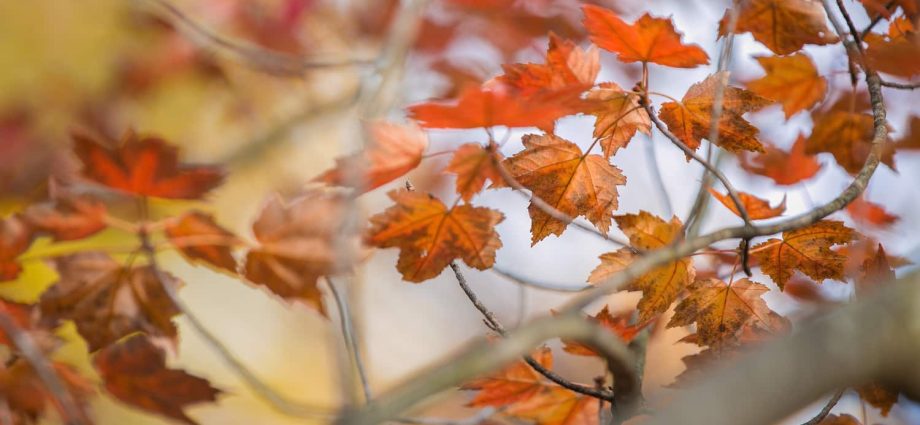 How to water trees in autumn and summer: methods and volumes