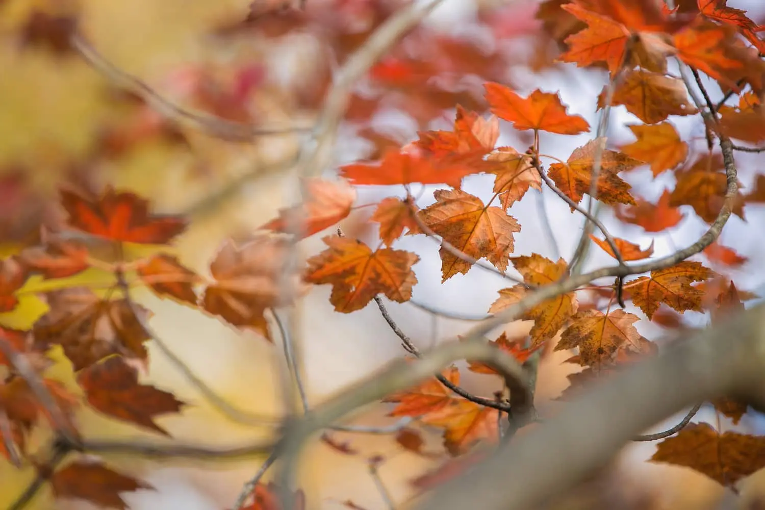 How to water trees in autumn and summer: methods and volumes