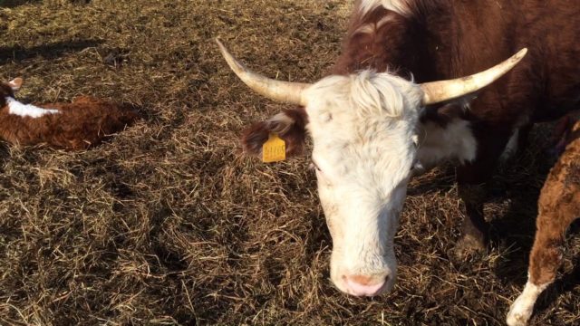 How to wean a calf from the udder