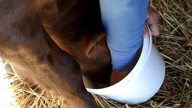 How to wean a calf from the udder