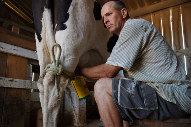 How to wean a cow from kicking during milking