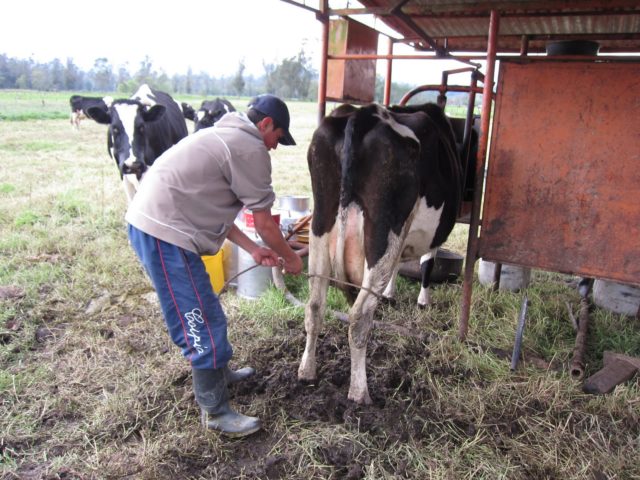 How to wean a cow from kicking during milking