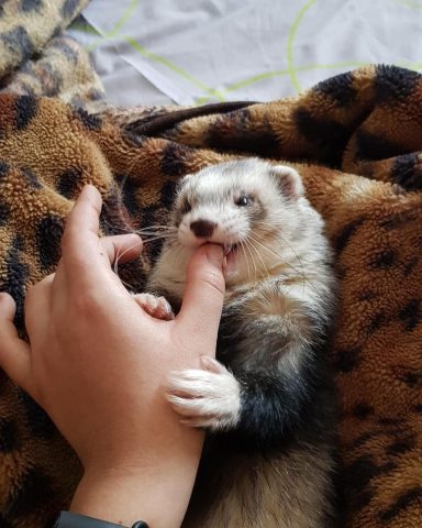 How to wean a ferret from biting at home