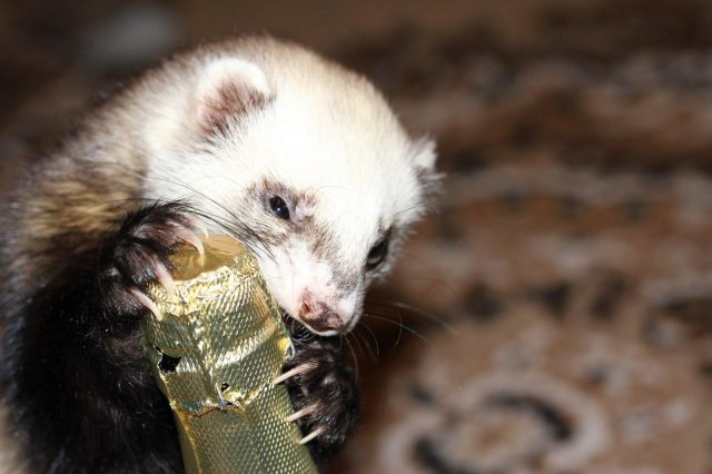 How to wean a ferret from biting at home