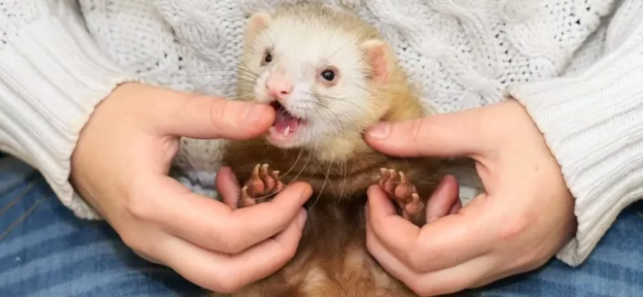 How to wean a ferret from biting at home