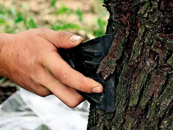 How to whitewash an apple tree: a solution and a diagram with a photo