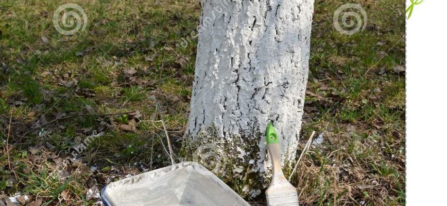 How to whitewash an apple tree: a solution and a diagram with a photo