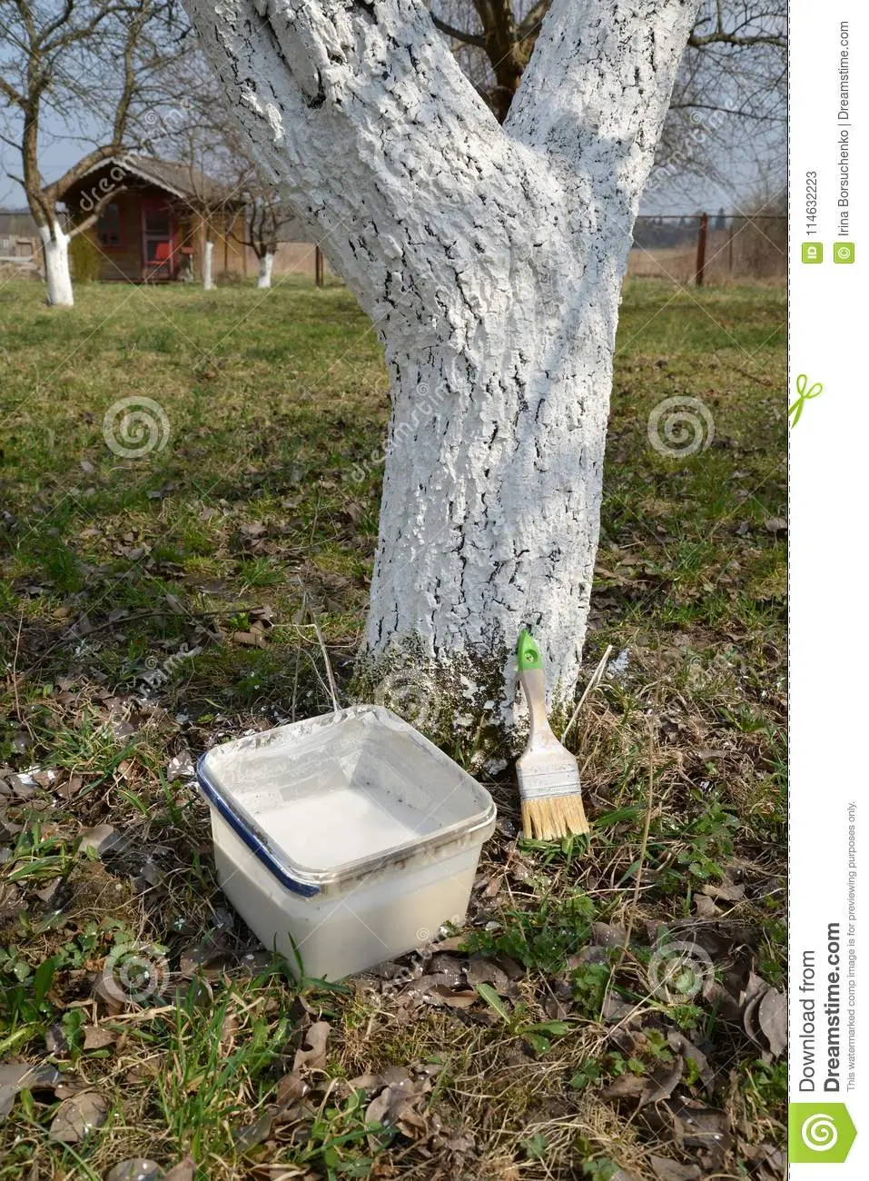 How to whitewash an apple tree: a solution and a diagram with a photo