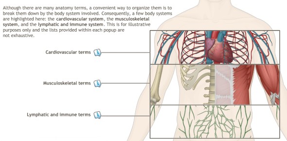 How well do you know human anatomy? Challenging dice quiz. Doctors will not have problems, will you?