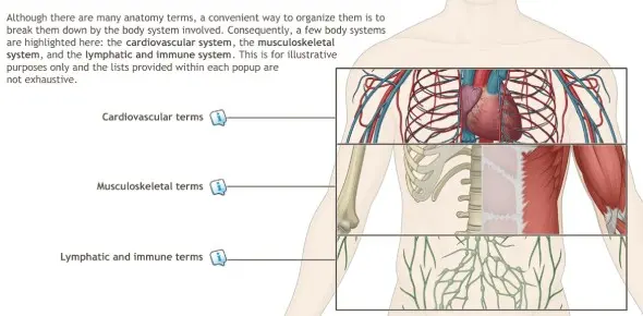 How well do you know human anatomy? Challenging dice quiz. Doctors will not have problems, will you?