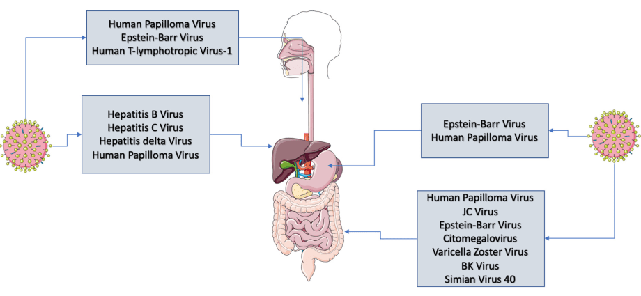 HPV &#8211; an oncogenic virus causes cervical cancer. What does prophylaxis look like?