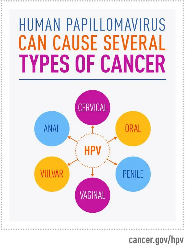 HPV is one of the smallest viruses. It increases the risk of cancer by a factor of 600