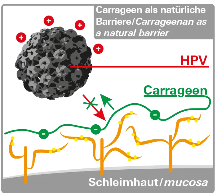 HPV virus &#8211; what should you know about it? Do condoms protect against infection?