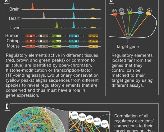 Human genetic code &#8211; tasks and features