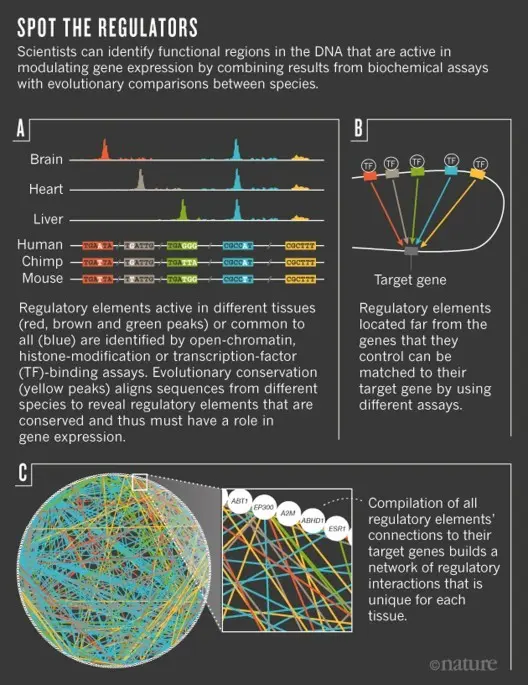 Human genetic code &#8211; tasks and features