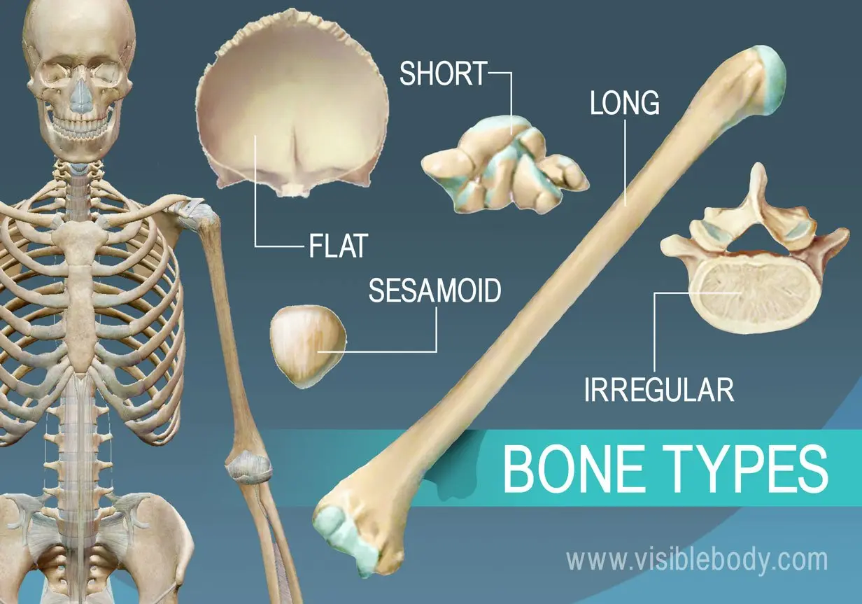 Human skeletal system &#8211; types of bones, structure, functions, diseases