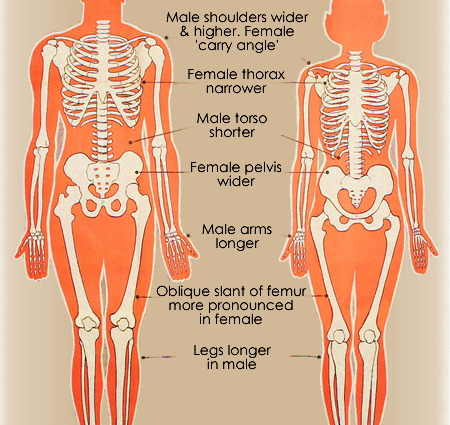 Human skeleton &#8211; structure, functions, diseases. Differences in the skeleton of men and women