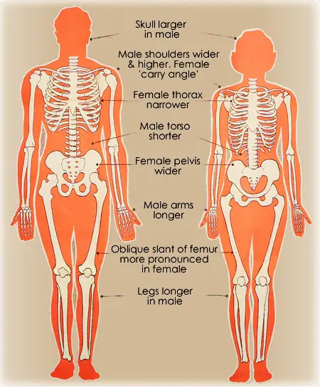 Human skeleton &#8211; structure, functions, diseases. Differences in the skeleton of men and women