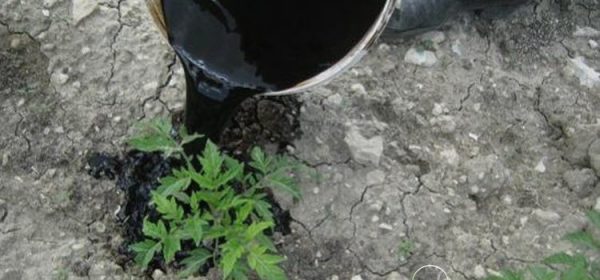 Humic fertilizers: what is it and how to apply it correctly