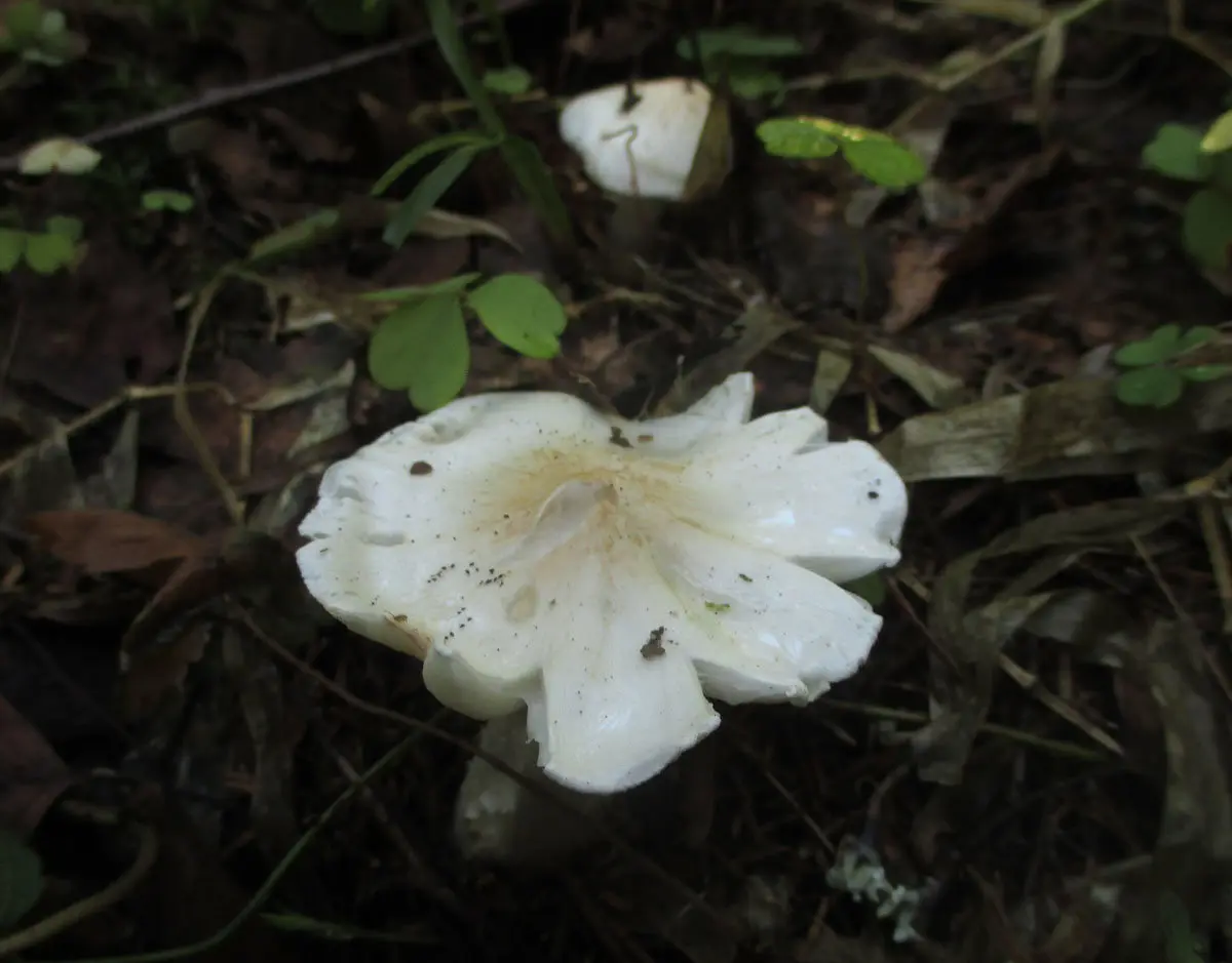Humpback Row (Tricholoma umbonatum) photo and description