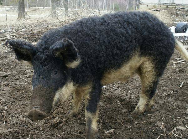 Hungarian downy mangalica: reviews + photos