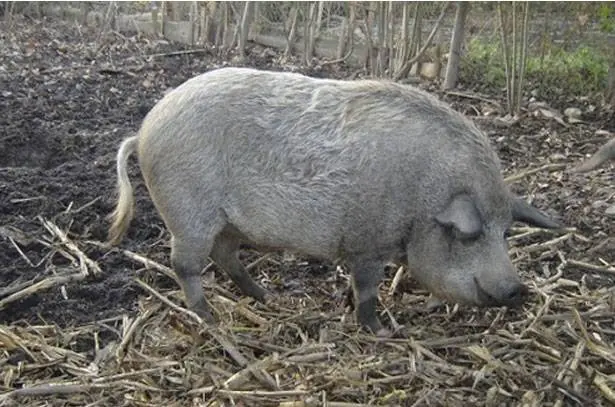 Hungarian downy mangalica: reviews + photos