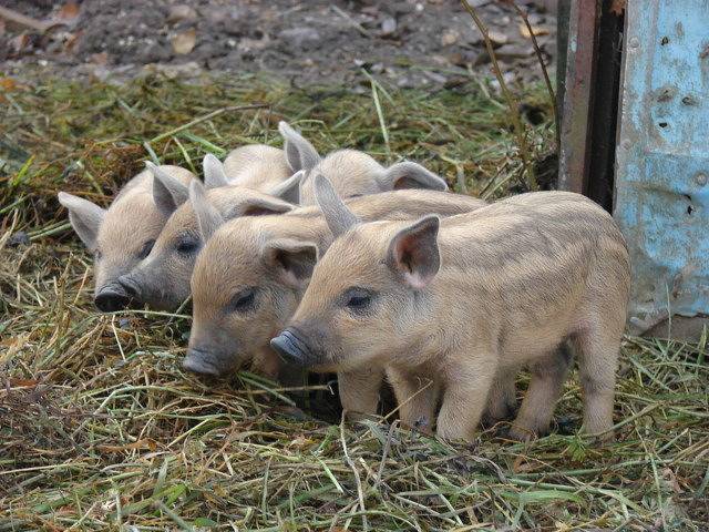 Hungarian downy mangalica: reviews + photos